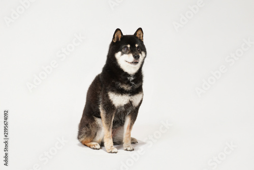 白背景のスタジオで正面を向く黒柴、舌を出して楽しそうな表情を見せる柴犬のペットポートレート