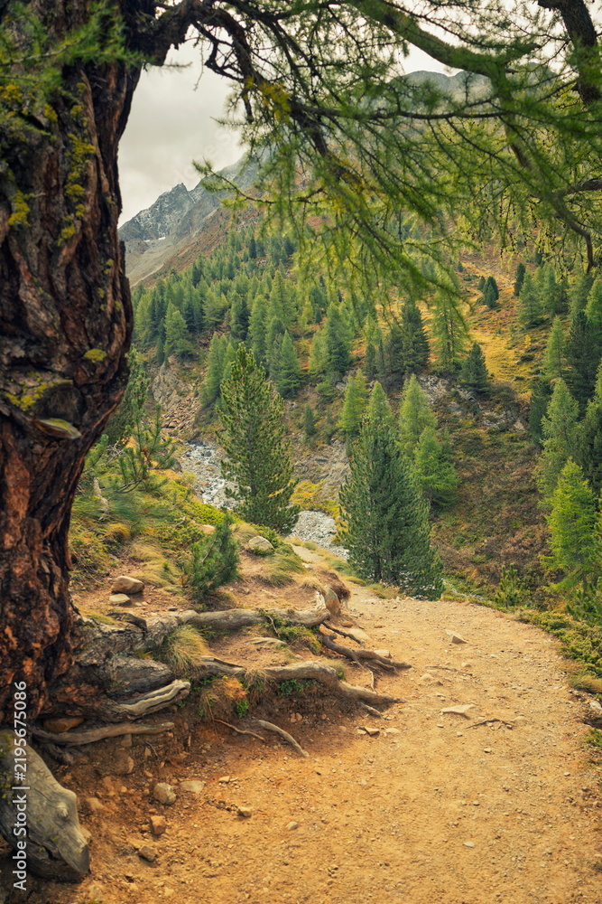 Fototapeta premium Livigno, Italy - 23.09.2024: Dirt hiking path framed by a gnarled tree trunk overlooking a lush coniferous forest in the Alta Valtellina Alps