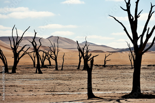 Dry trees in desert crater area at Deadvlei in Sossusvlei