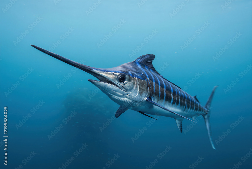 Obraz premium Pelagic striped marlin billfish swimming underwater, marine ocean predator wildlife in deep sea.