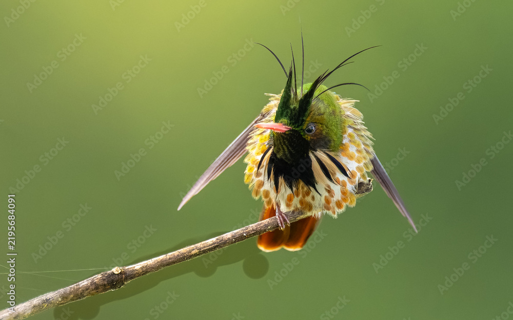 Obraz premium männliche Schwarzschopfelfe (Lophornis helenae)
