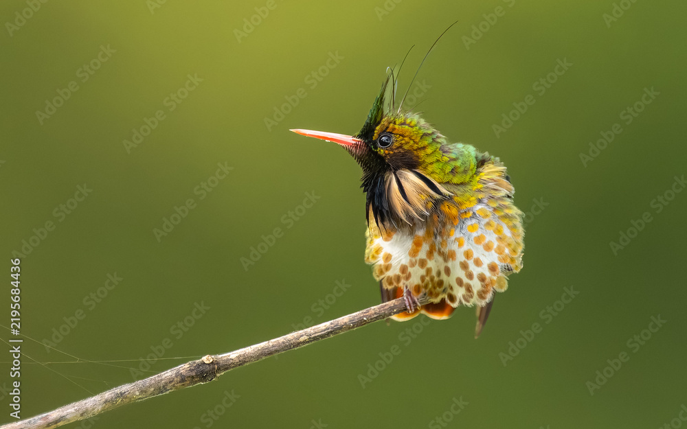 Fototapeta premium männliche Schwarzschopfelfe (Lophornis helenae)
