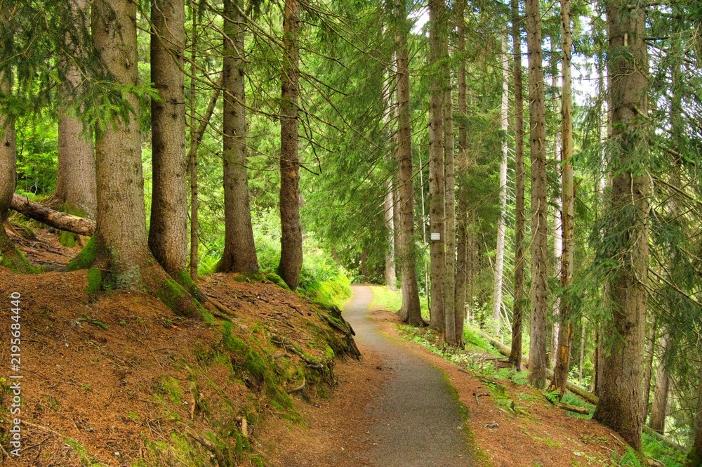 Fototapeta premium Waldweg im Kleinwalsertal