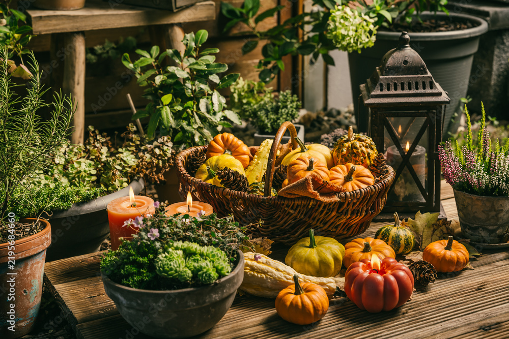 Obraz premium Rustic autumn harvest display with pumpkins and gourds in a wicker basket on patio
