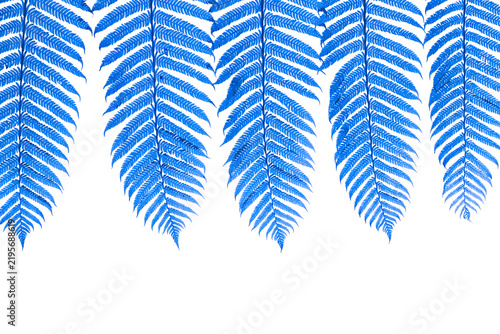 Blue fern leaves hanging border frame isolated on transparent background