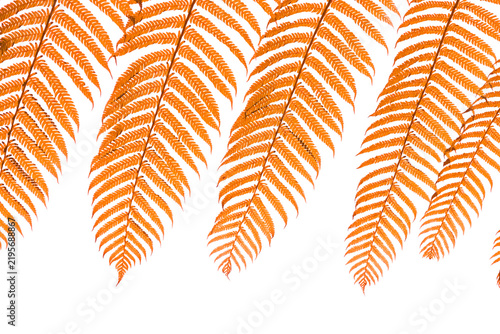 Orange autumn fern leaves hanging border isolated on transparent background