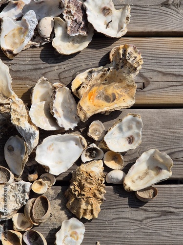 Muscheln auf einem Holztisch