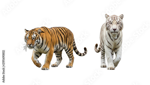 Bengals Tigers One Regular Orange and One Rare White Tiger