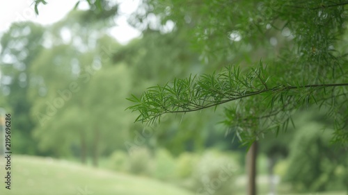 Delicate green leafy branch in soft focus garden, peaceful nature background with fresh foliage scene