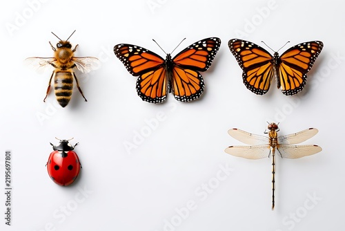 Various insects and bugs on a white background