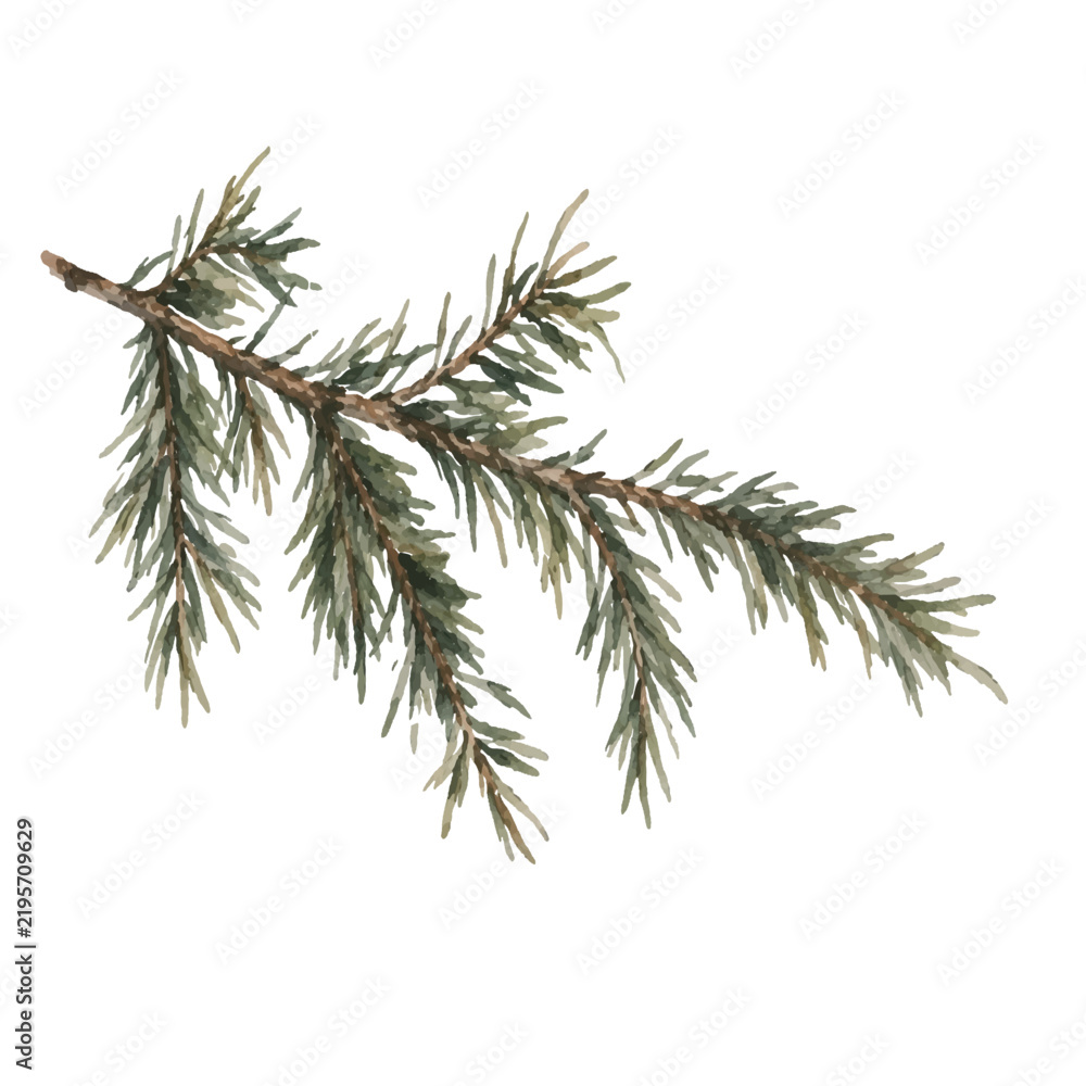 Fototapeta premium Fir branch evergreen spruce vector illustration with natural green needles. Hand drawn botanical conifer element for Christmas, winter, forest and seasonal designs