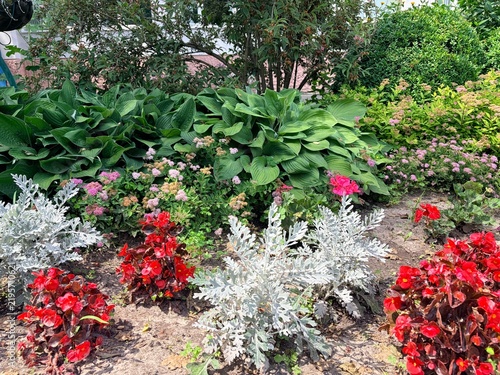 an urban environment. Vibrant garden flower bed featuring silver dusty miller, red begonias, and pink sedum flowers