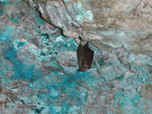 Foto Small bat sleeping roosting upside down in copper vein cave rock