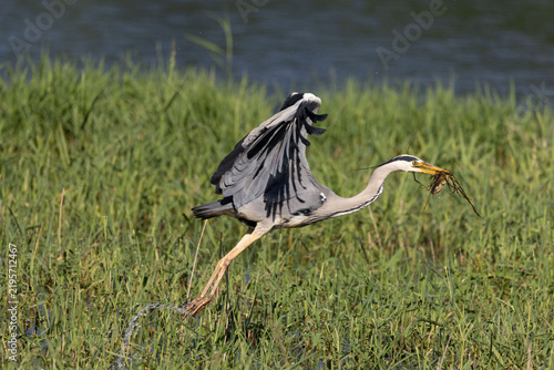 Obraz na płótnie Grey heron taking flight with prey over green grass