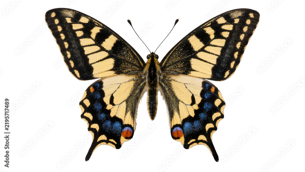 Obraz premium Yellow and black butterfly with blue and orange spots, isolated on transparent background