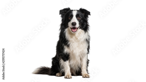 Konstfotografi Happy black and white Border Collie dog sitting attentively, isolated on transpa