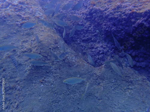 Vista subacquea di pesci che nuotano sul fondale roccioso a Spisone, Taormina, Sicilia 591