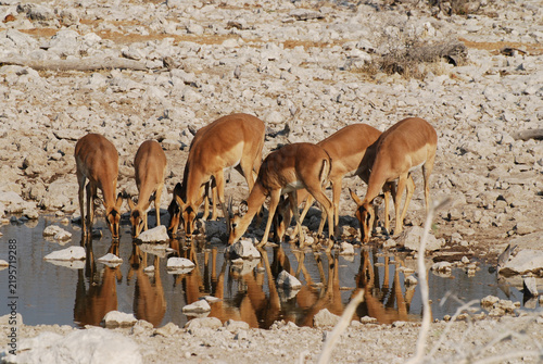 Cuadro en lienzo Herd of impala antelopes drinking water at a rocky waterhole in Etosha National