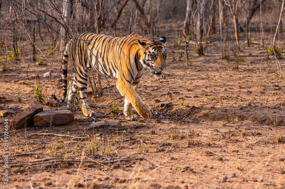 Obraz premium Tigress (Panthera tigris) walking in the jungle of panna.