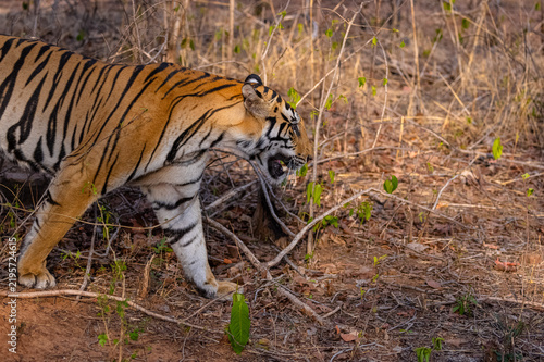 Tigress (Panthera tigris) walking in the jungle of panna.