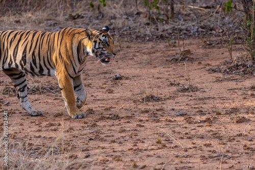 Tigress (Panthera tigris) walking in the jungle of panna.