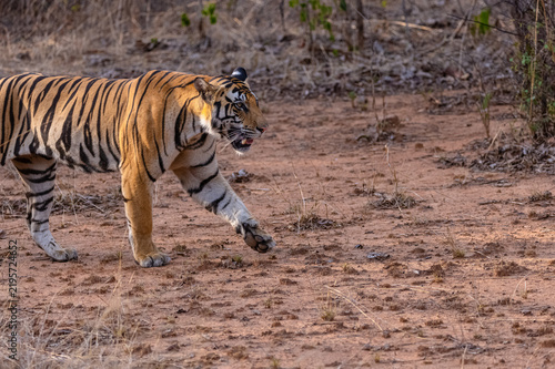 Tigress (Panthera tigris) walking in the jungle of panna.