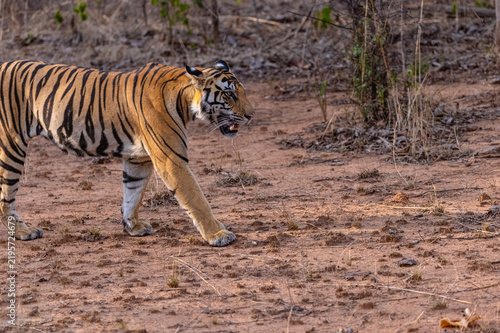 Tigress (Panthera tigris) walking in the jungle of panna.
