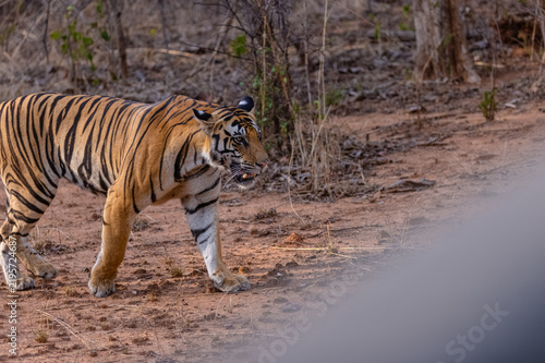 Tigress (Panthera tigris) walking in the jungle of panna.