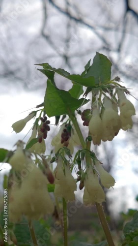 Delicate Comfrey Flowers Swaying Gently in the Spring Breeze, Vertical Close-Up