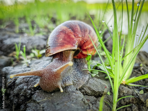 Obraz na plátně Close Up of Snail Crawling on Natural Green Surface, Detailed Shell and Body Tex