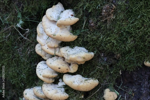 Close-up of small white mushrooms growing on green moss.