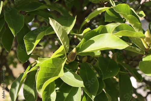 Green magnolia foliage with a developing flower bud.