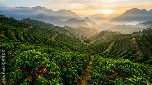 Sunrise Over Lush Coffee Plantation Terraces in Foggy Mountains, Agriculture Landscape