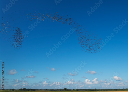 Spectacular Bird Migration Formation Against Blue Sky.