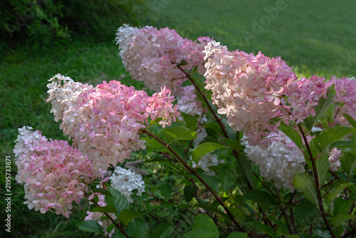 Soft Pink Hydrangea Clusters in Sunlight.