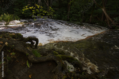 Lush Green Forest Waterfall and Exposed Tree Roots.