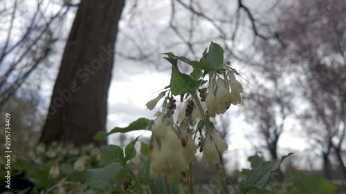 Cinematic close-up of white comfrey wildflowers blooming on a forest floor during springtime, with a low angle perspective and soft focus background.
