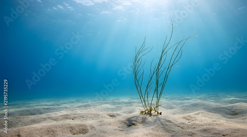 Underwater Scene with Seagrass and Sunbeams on Sandy Seabed