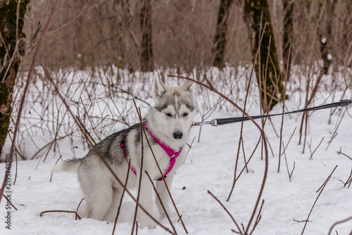Siberian Husky puppy wearing a pink harness stands on a leash in a snowy winter forest