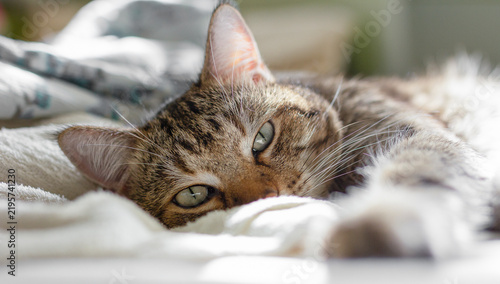 Close-up of a cute tabby cat lying on a soft white blanket, looking at the camera