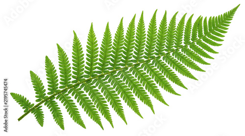 Cuadro en lienzo Isolated green fern frond with fine leaflet solated on transparent background
