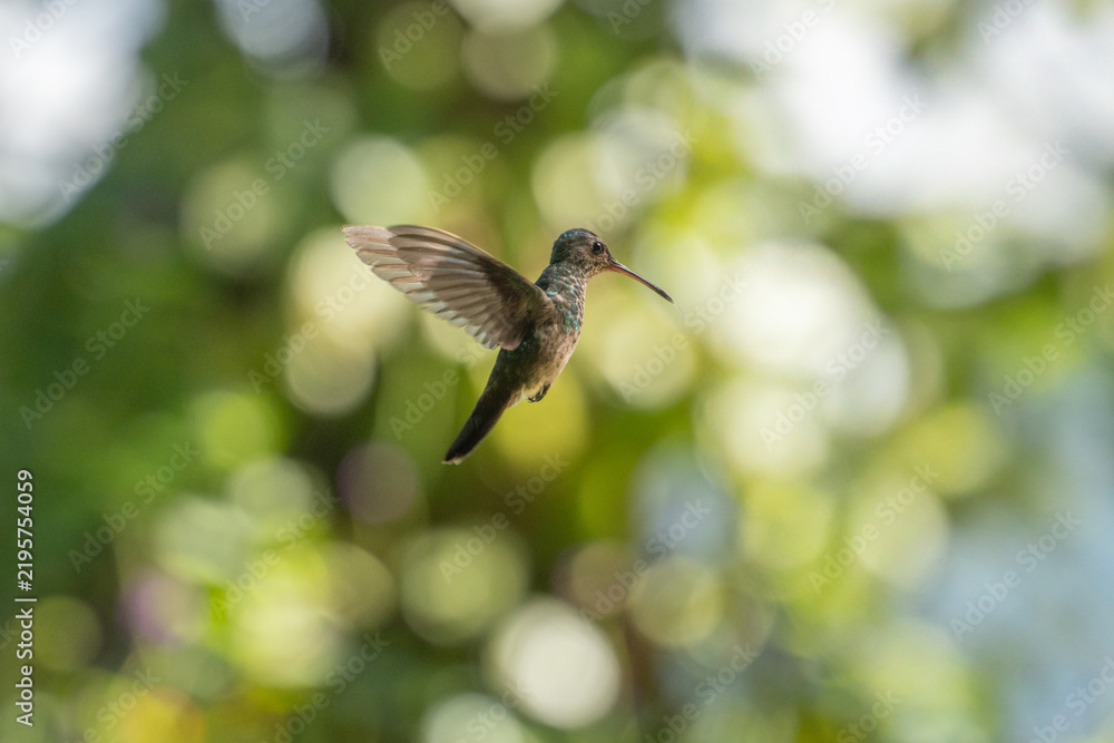 Obraz premium A small hummingbird hovering in flight against a bright natural green bokeh background outdoors