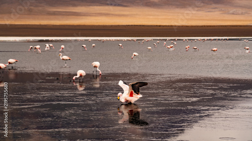 Obraz na płótnie Panorama with a few hundred James and Chilean flamingos in the Canapa Lagoon in the Andes mountain range near the Uyuni salt flat, Bolivia