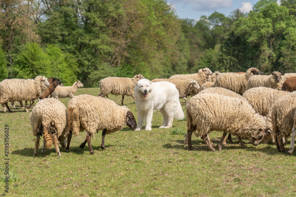 Obraz premium A large fluffy white maremma sheepdog running across a green grassy field with sheepdog, movement