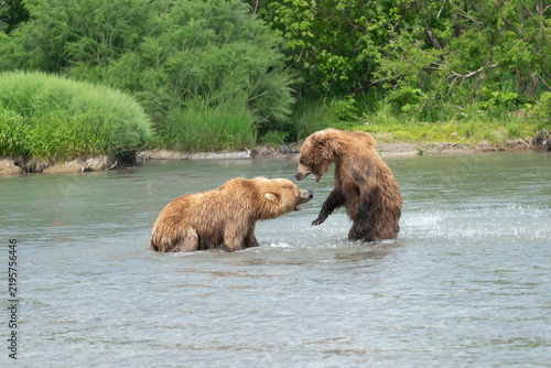 Canvastavla Ruling the landscape, brown bears of Kamchatka (Ursus arctos beringianus)