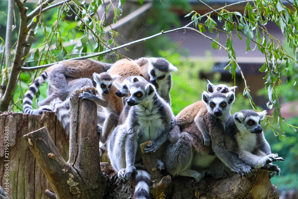 Obraz premium Playful Ring-Tailed Lemurs Socializing in Lush Forest Habitat