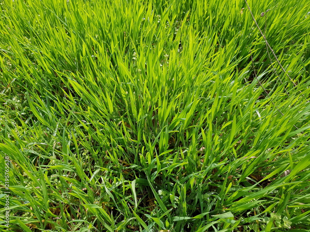 Fototapeta premium Green fresh grass (Ryegrass pasture) in the sun (macro, top view, green grass background, texture)