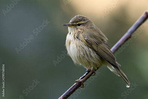 Small bird perched on a branch with a blurred background  