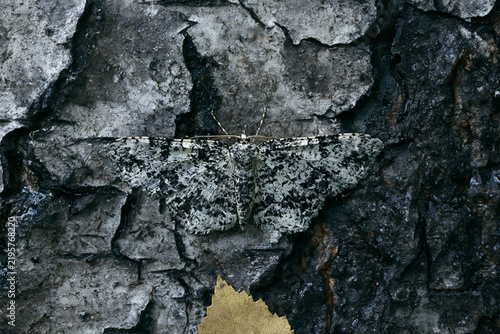 Moth camouflaged on tree bark in natural habitat  