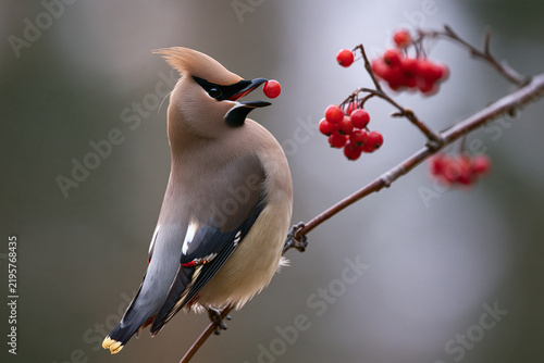 Bohemian waxwing catching a rowan berry in midair